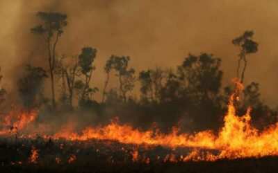 Delitos ambientales: se crea la Unidad de Análisis y Prevención