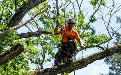 La justicia le pone “pausa” al entusiasmo constructor de la UBA
