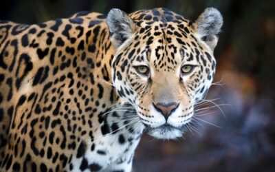 Ejemplar condena judicial: proteger al yaguareté es resguardar el derecho a un ambiente sano