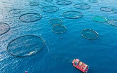 Acuicultura sí, pero bajo lupa (y varios informes previos)